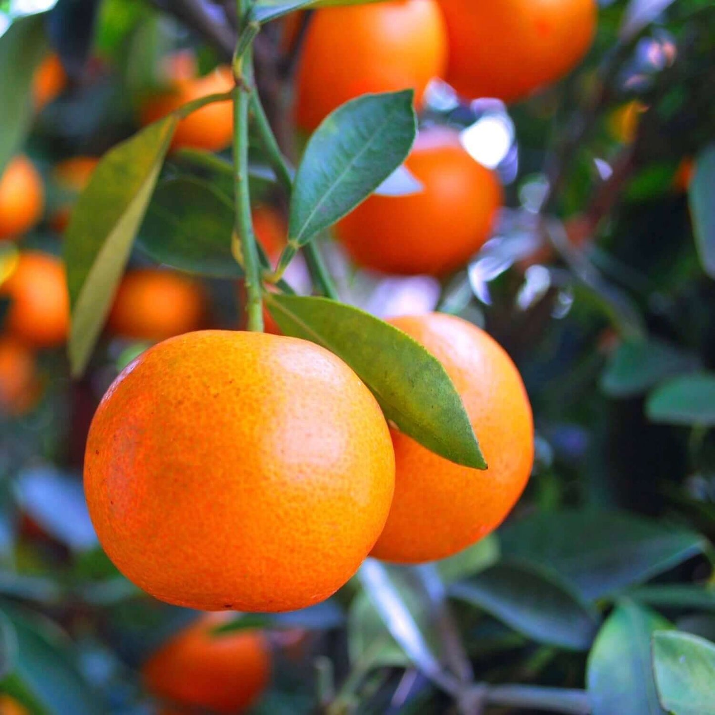 Citrus Golden Pearl Orange Grafted Healthy Fruit Plant