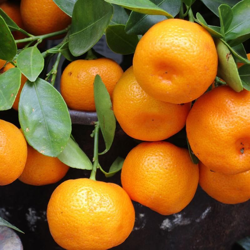 Citrus Golden Pearl Orange Grafted Healthy Fruit Plant