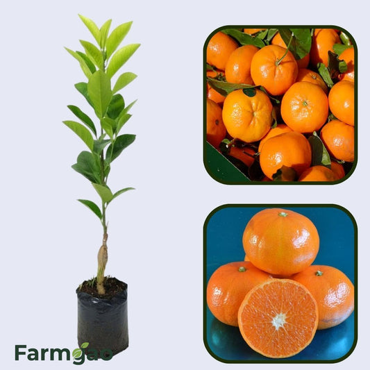 Citrus Golden Prestige Orange Grafted Healthy Fruit Plant