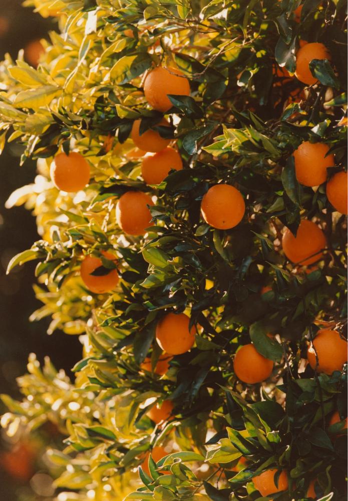 Citrus Golden Prestige Orange Grafted Healthy Fruit Plant
