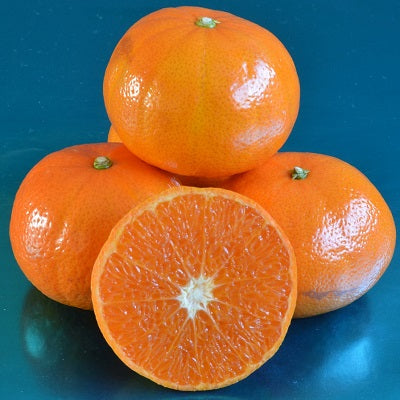 Citrus Golden Prestige Orange Grafted Healthy Fruit Plant