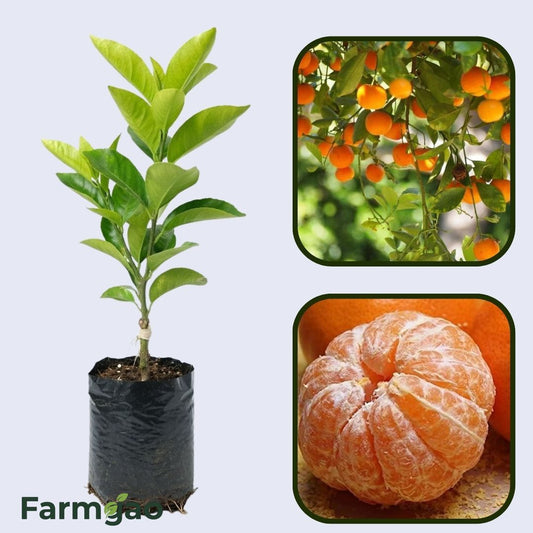 Citrus Golden Star Orange Grafted Healthy Fruit Plant