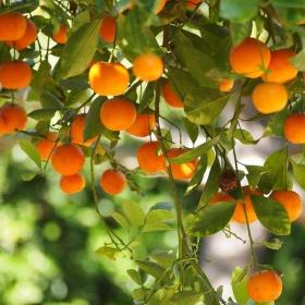 Citrus Golden Star Orange Grafted Healthy Fruit Plant