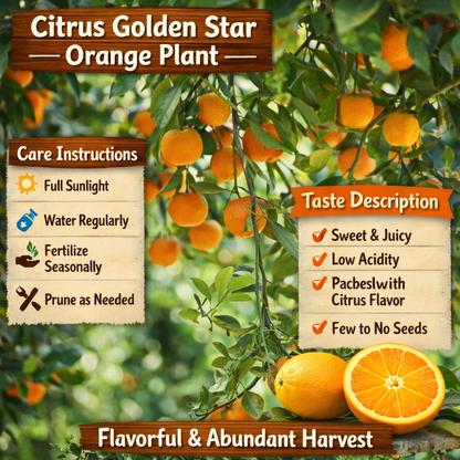 Citrus Golden Star Orange Grafted Healthy Fruit Plant