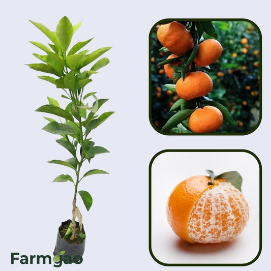 Citrus Golden Wonder Orange Grafted Healthy Fruit Plant