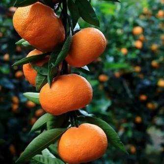 Citrus Golden Wonder Orange Grafted Healthy Fruit Plant
