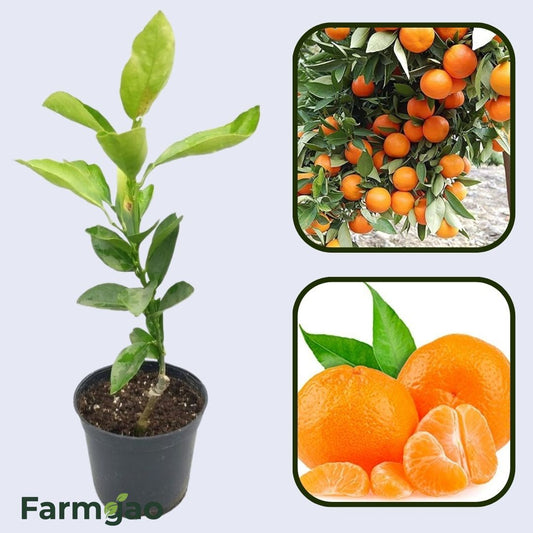 Citrus Golden Zenith Orange Grafted Healthy Fruit Plant