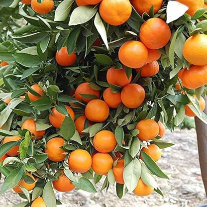 Citrus Golden Zenith Orange Grafted Healthy Fruit Plant