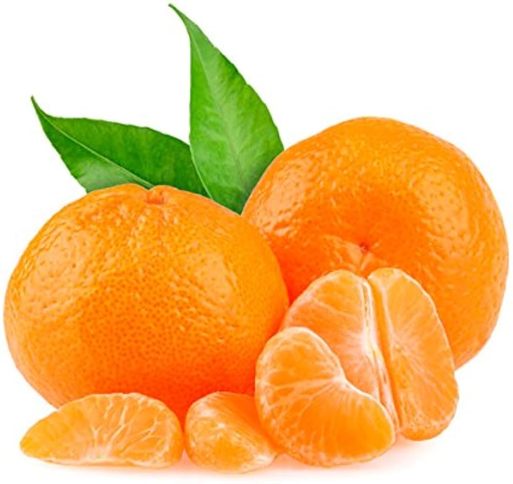 Citrus Golden Zenith Orange Grafted Healthy Fruit Plant