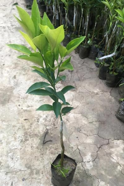 Citrus Golden Zenith Orange Grafted Healthy Fruit Plant