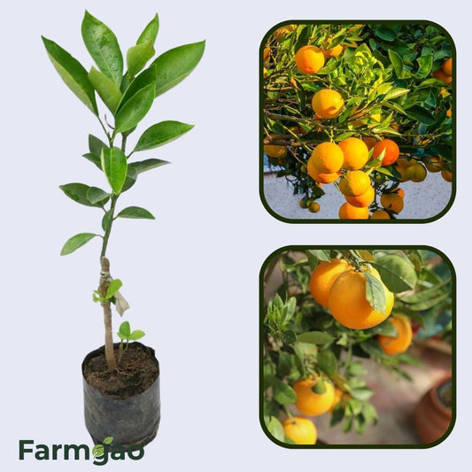 Citrus Grand Gold Orange Grafted Healthy Fruit Plant