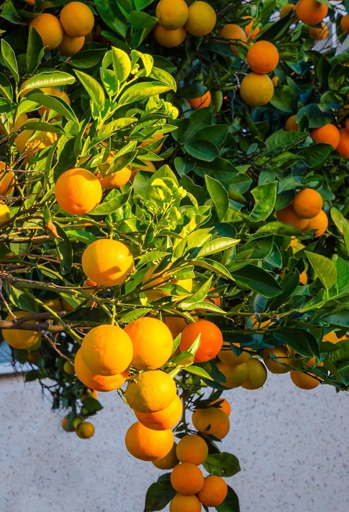 Citrus Grand Gold Orange Grafted Healthy Fruit Plant