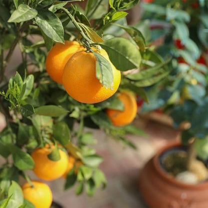 Citrus Grand Gold Orange Grafted Healthy Fruit Plant