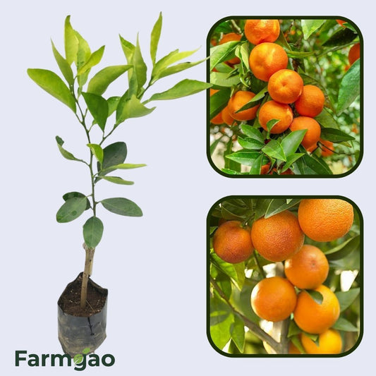 Citrus Grand Sweet Orange Grafted Healthy Fruit Plant