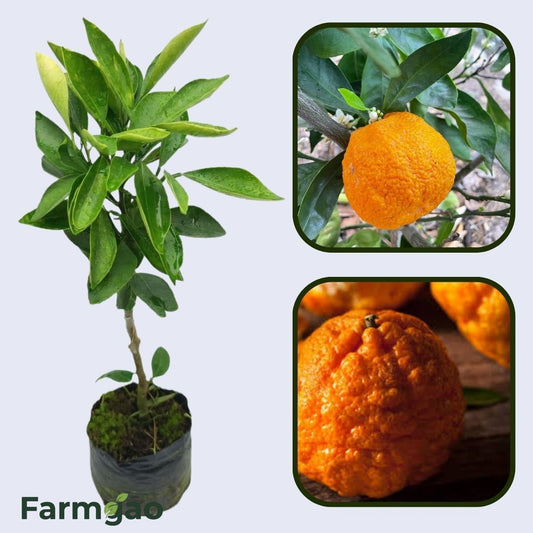 Citrus Harmony Gold Orange Grafted Healthy Fruit Plant