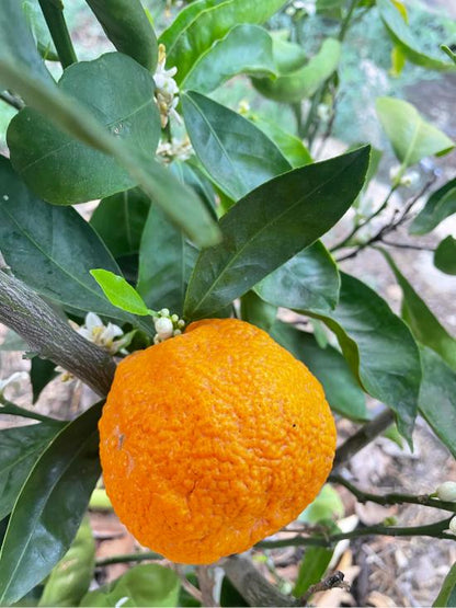 Citrus Harmony Gold Orange Grafted Healthy Fruit Plant