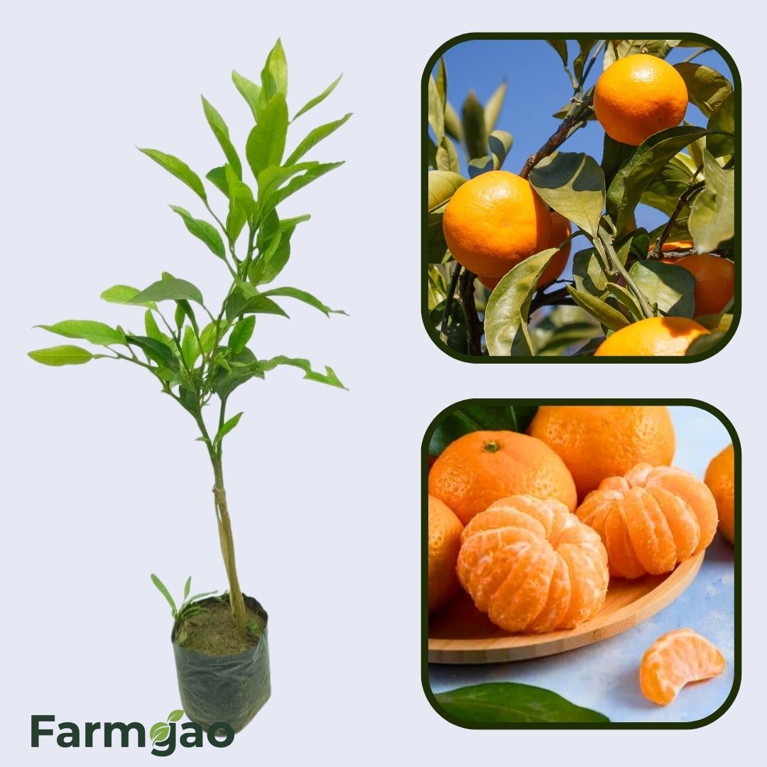 Citrus Harmony Mandarin Orange Grafted Healthy Fruit Plant
