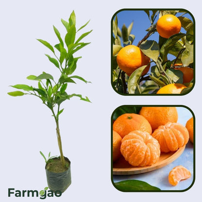 Citrus Harmony Mandarin Orange Grafted Healthy Fruit Plant