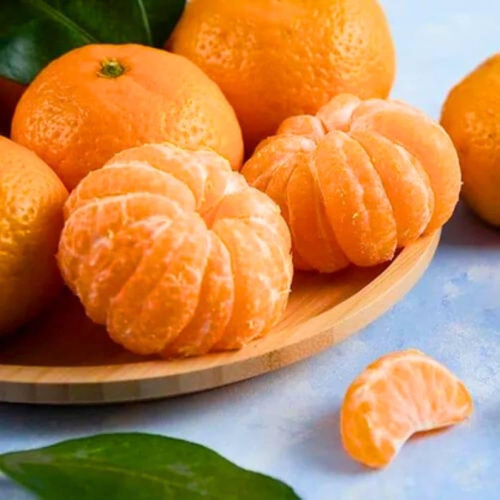 Citrus Harmony Mandarin Orange Grafted Healthy Fruit Plant