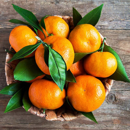 Citrus Harmony Mandarin Orange Grafted Healthy Fruit Plant
