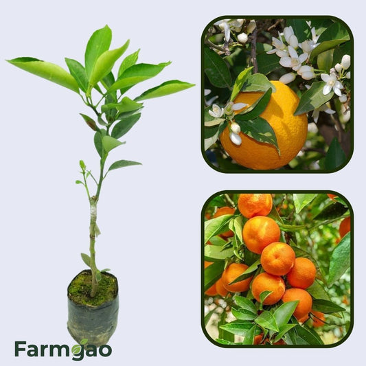 Citrus Harmony Sweet Orange Grafted Healthy Fruit Plant