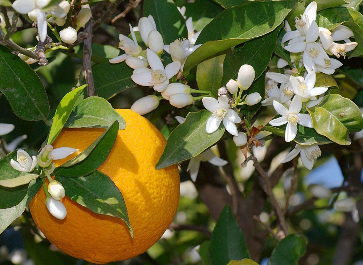 Citrus Harmony Sweet Orange Grafted Healthy Fruit Plant