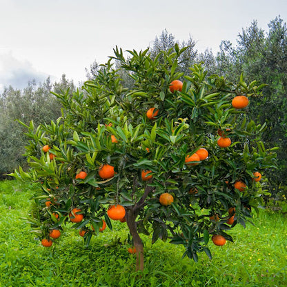 Citrus Harmony Sweet Orange Grafted Healthy Fruit Plant