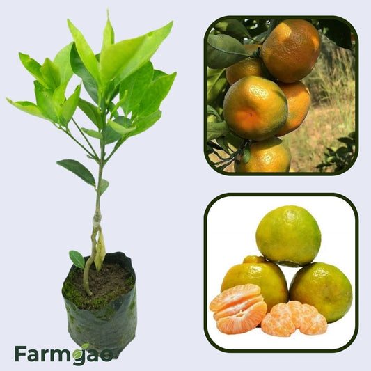 Citrus Harvest Sweet Orange Grafted Healthy Fruit Plant