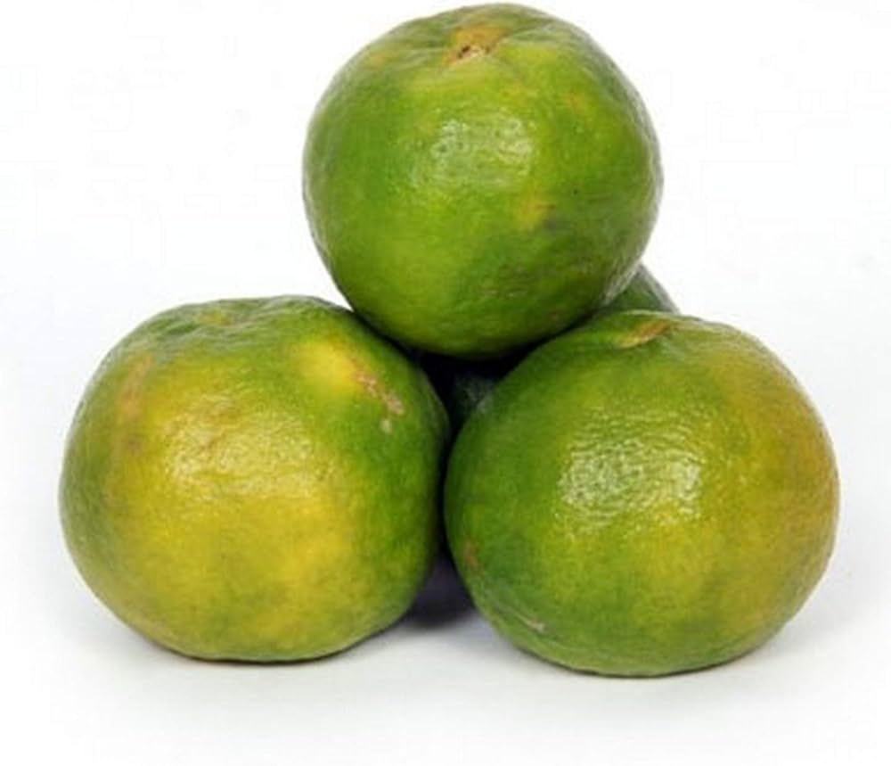 Citrus Harvest Sweet Orange Grafted Healthy Fruit Plant
