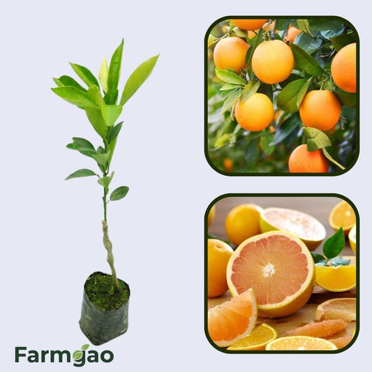 Citrus Heritage Gold Orange Grafted Healthy Fruit Plant