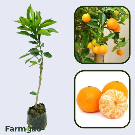Citrus Heritage Mandarin Orange Grafted Healthy Fruit Plant