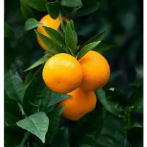 Citrus Heritage Mandarin Orange Grafted Healthy Fruit Plant