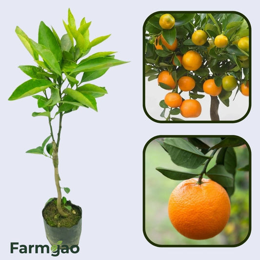 Citrus Heritage Sweet Orange Grafted Healthy Fruit Plant