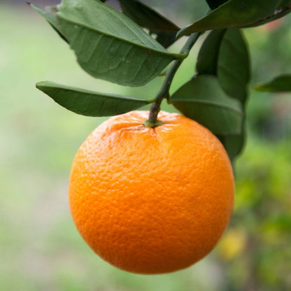 Citrus Heritage Sweet Orange Grafted Healthy Fruit Plant