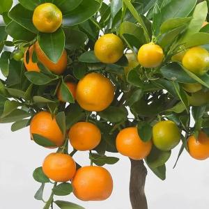 Citrus Heritage Sweet Orange Grafted Healthy Fruit Plant