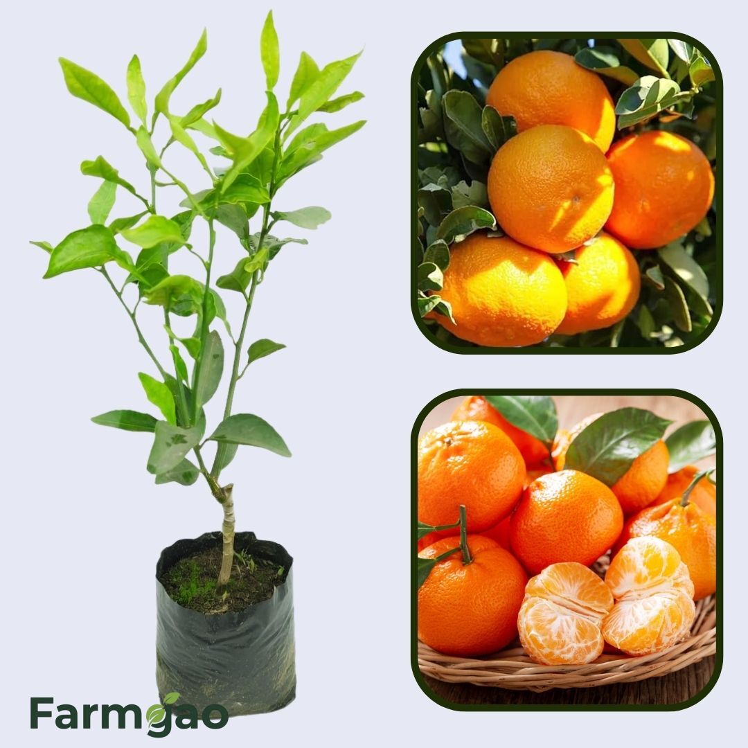 Citrus Honey Sweet Orange Grafted Healthy Fruit Plant