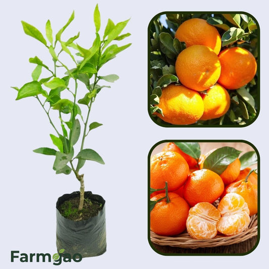 Citrus Honey Sweet Orange Grafted Healthy Fruit Plant