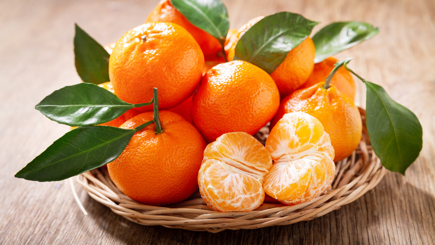 Citrus Honey Sweet Orange Grafted Healthy Fruit Plant