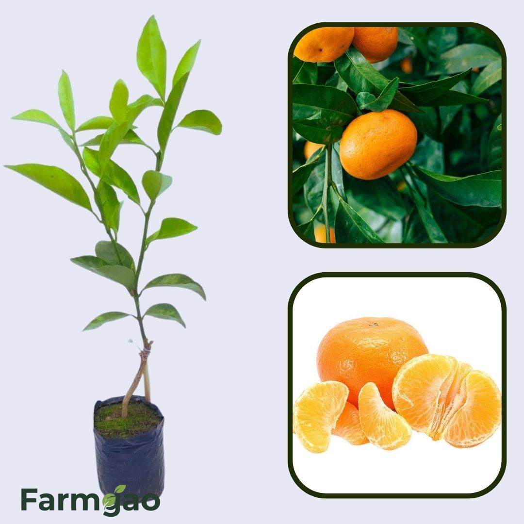 Citrus Imperial Gold Orange Grafted Healthy Fruit Plant
