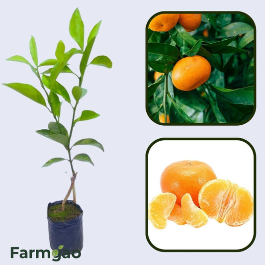 Citrus Imperial Gold Orange Grafted Healthy Fruit Plant