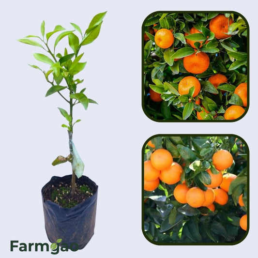 Citrus Imperial Sweet Orange Grafted Healthy Fruit Plant
