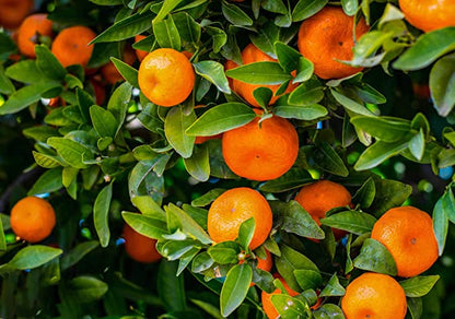 Citrus Imperial Sweet Orange Grafted Healthy Fruit Plant