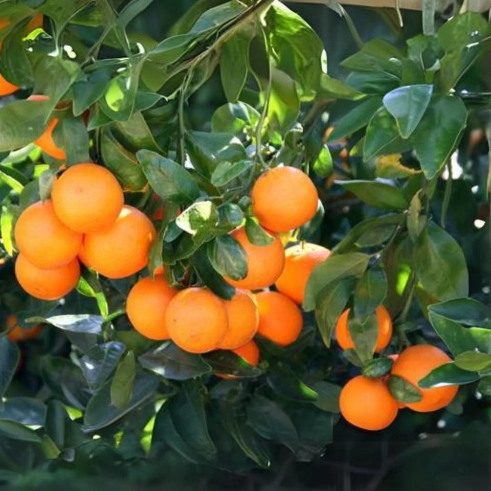 Citrus Imperial Sweet Orange Grafted Healthy Fruit Plant