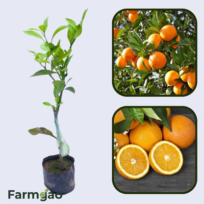 Citrus Island Elite Orange Grafted Healthy Fruit Plant