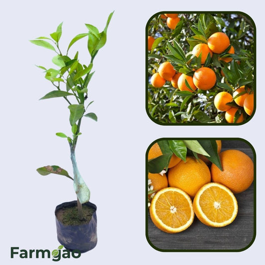 Citrus Island Elite Orange Grafted Healthy Fruit Plant
