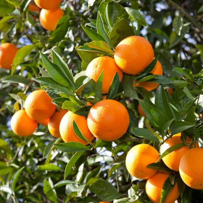 Citrus Island Elite Orange Grafted Healthy Fruit Plant