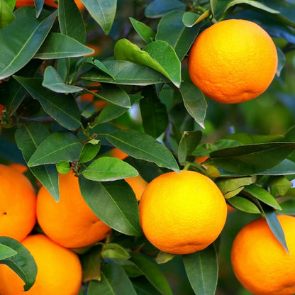 Citrus Island Elite Orange Grafted Healthy Fruit Plant