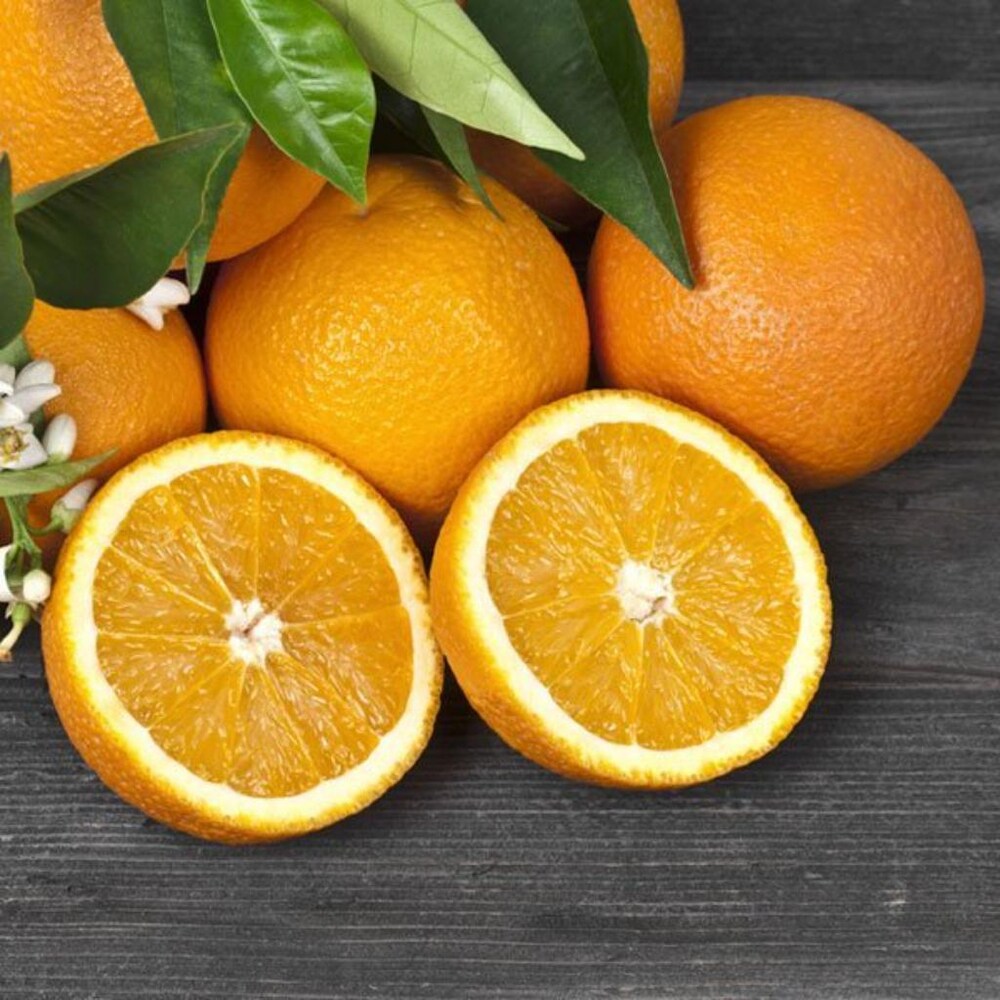 Citrus Island Elite Orange Grafted Healthy Fruit Plant