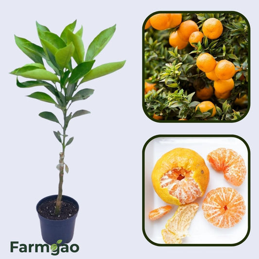 Citrus Island Gold Orange Grafted Healthy Fruit Plant
