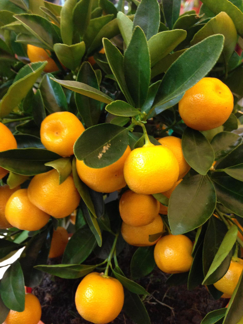 Citrus Island Gold Orange Grafted Healthy Fruit Plant